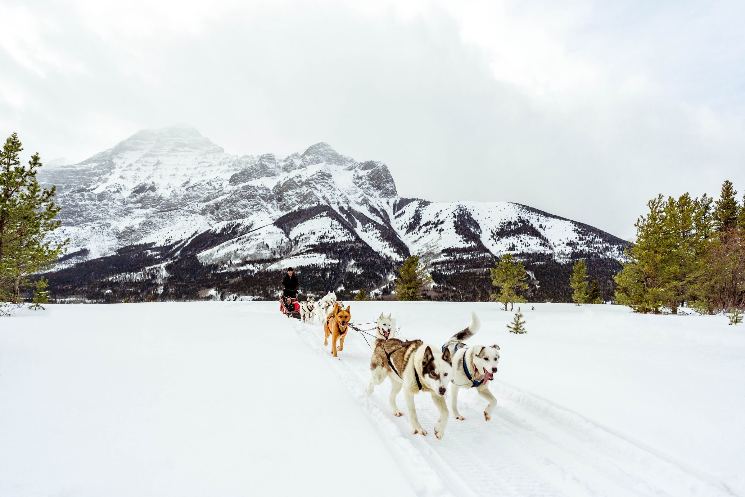 Dogsled Tour at Fortress Mountain | Banff Adventures