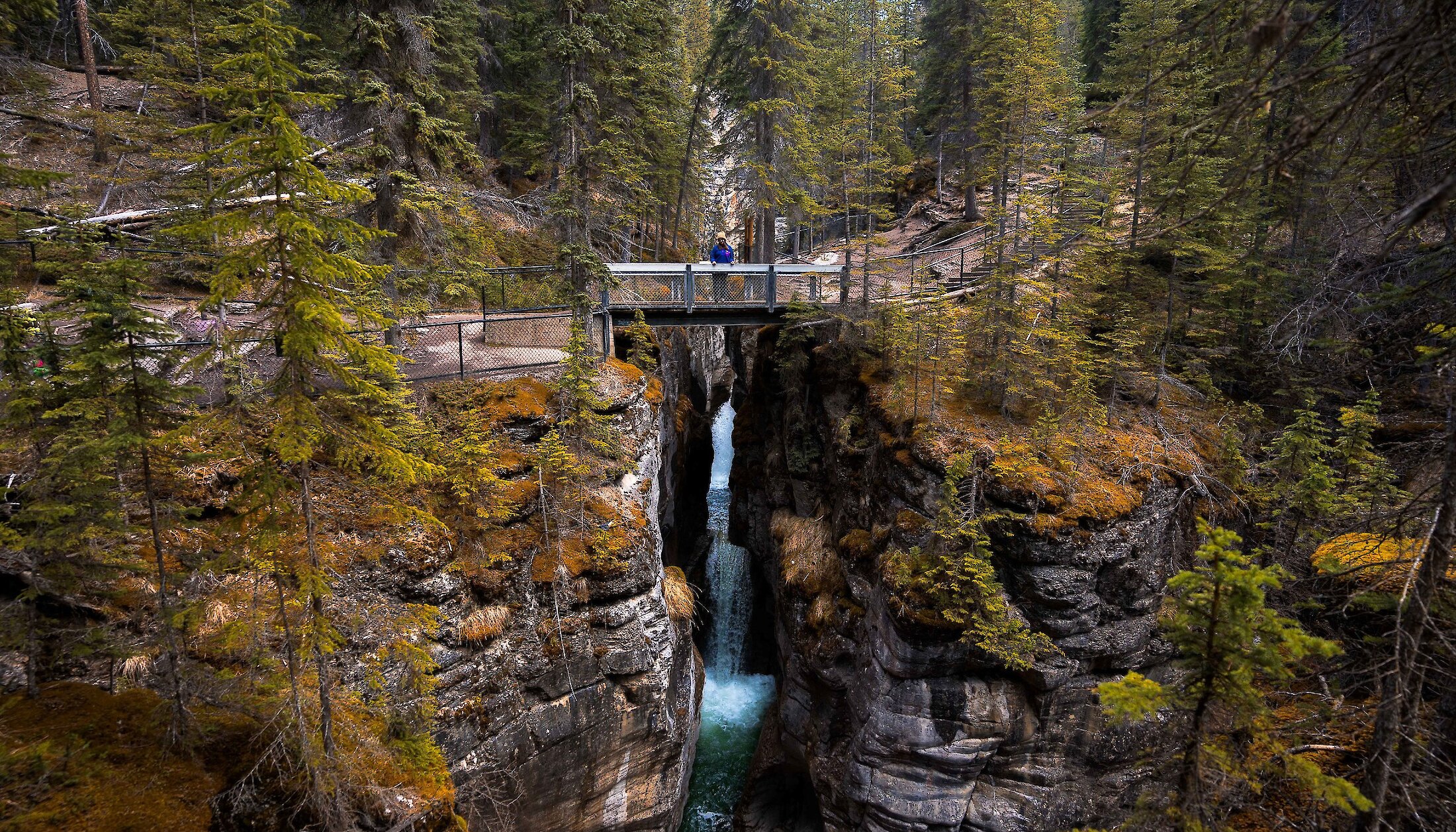 A view over Maligne Canyon and the many bridges