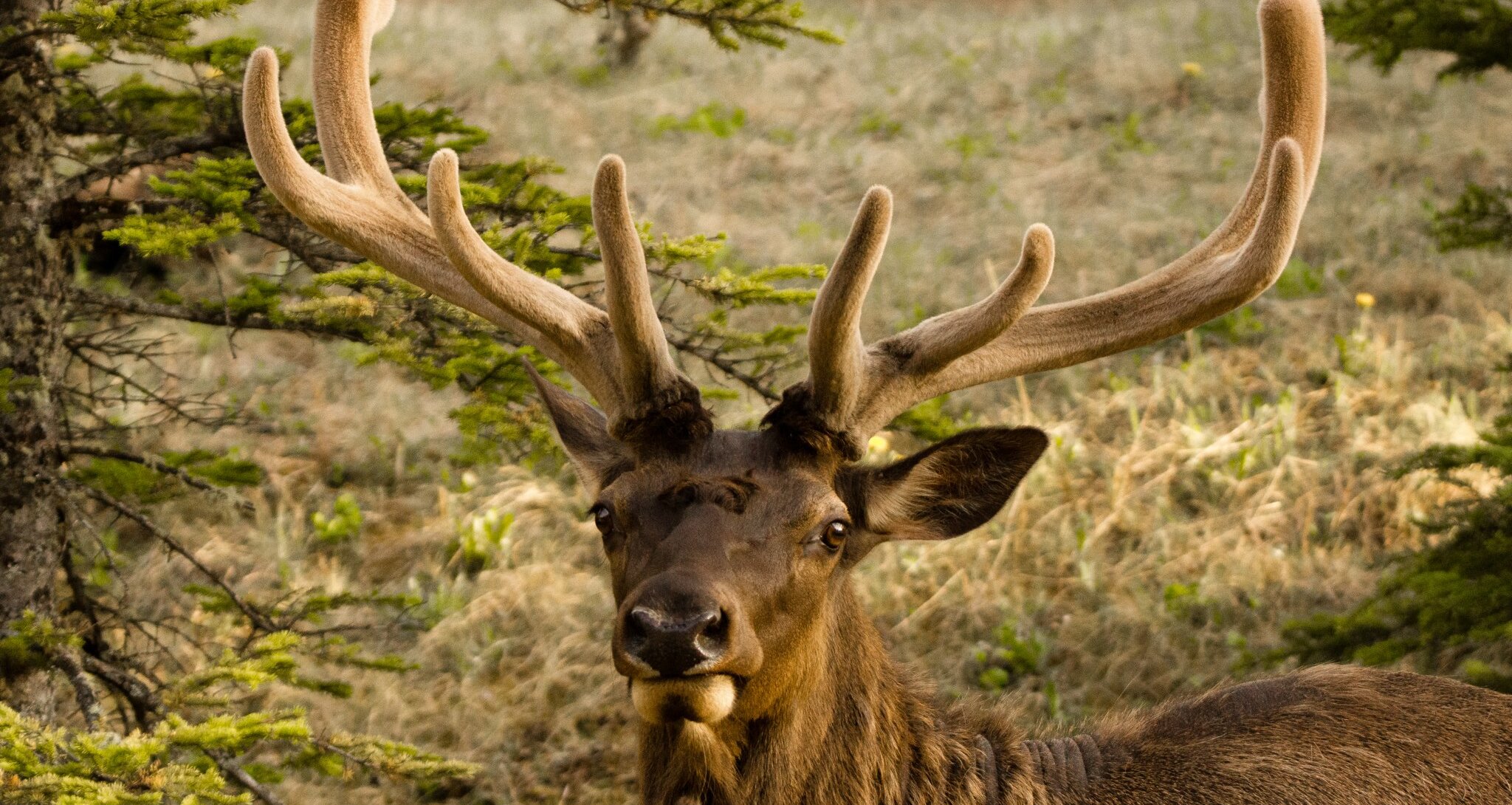 Deer in Banff National Park