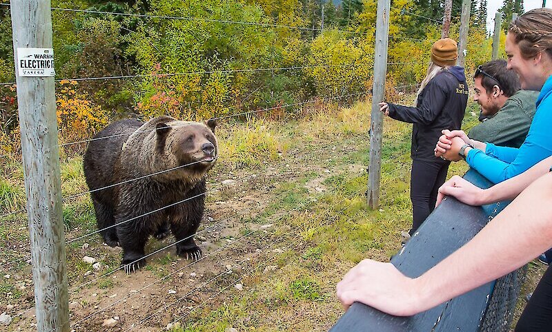 Family Friendly Banff Wildlife Tour That Kids Will Love