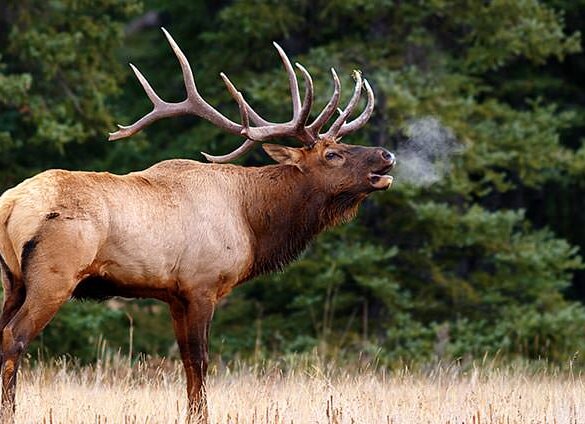 A elk bugling