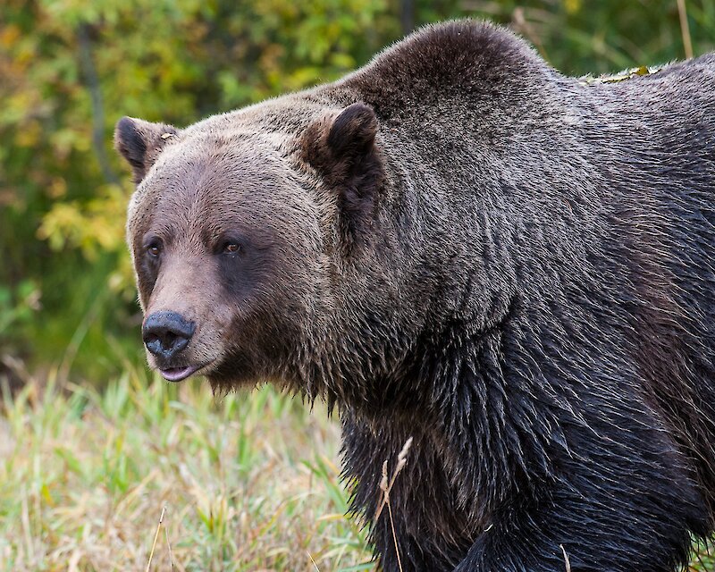 Discover Grizzly Bear Tour