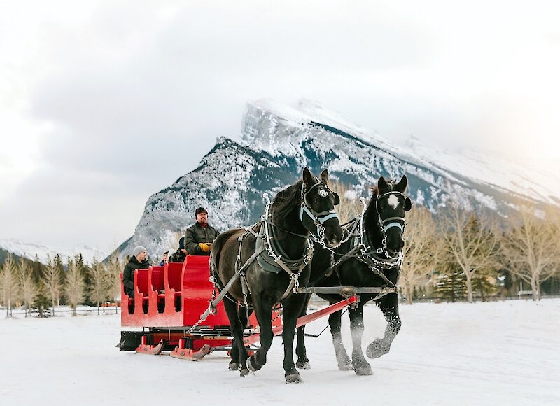 A horse drawn sled in winter pulling guests through the Banff meadow and mountains