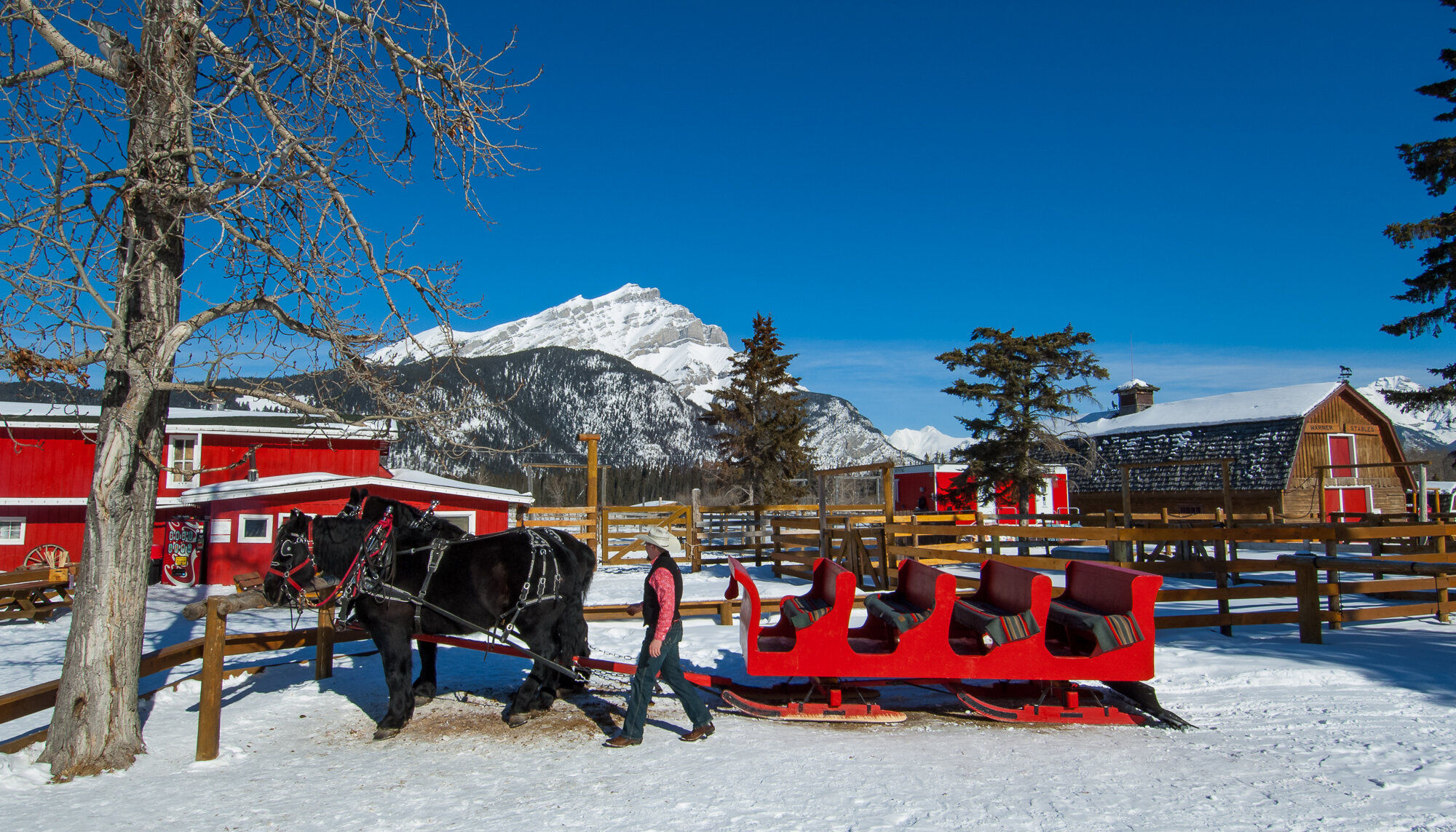 The sleigh team at Warner Stables in Banff