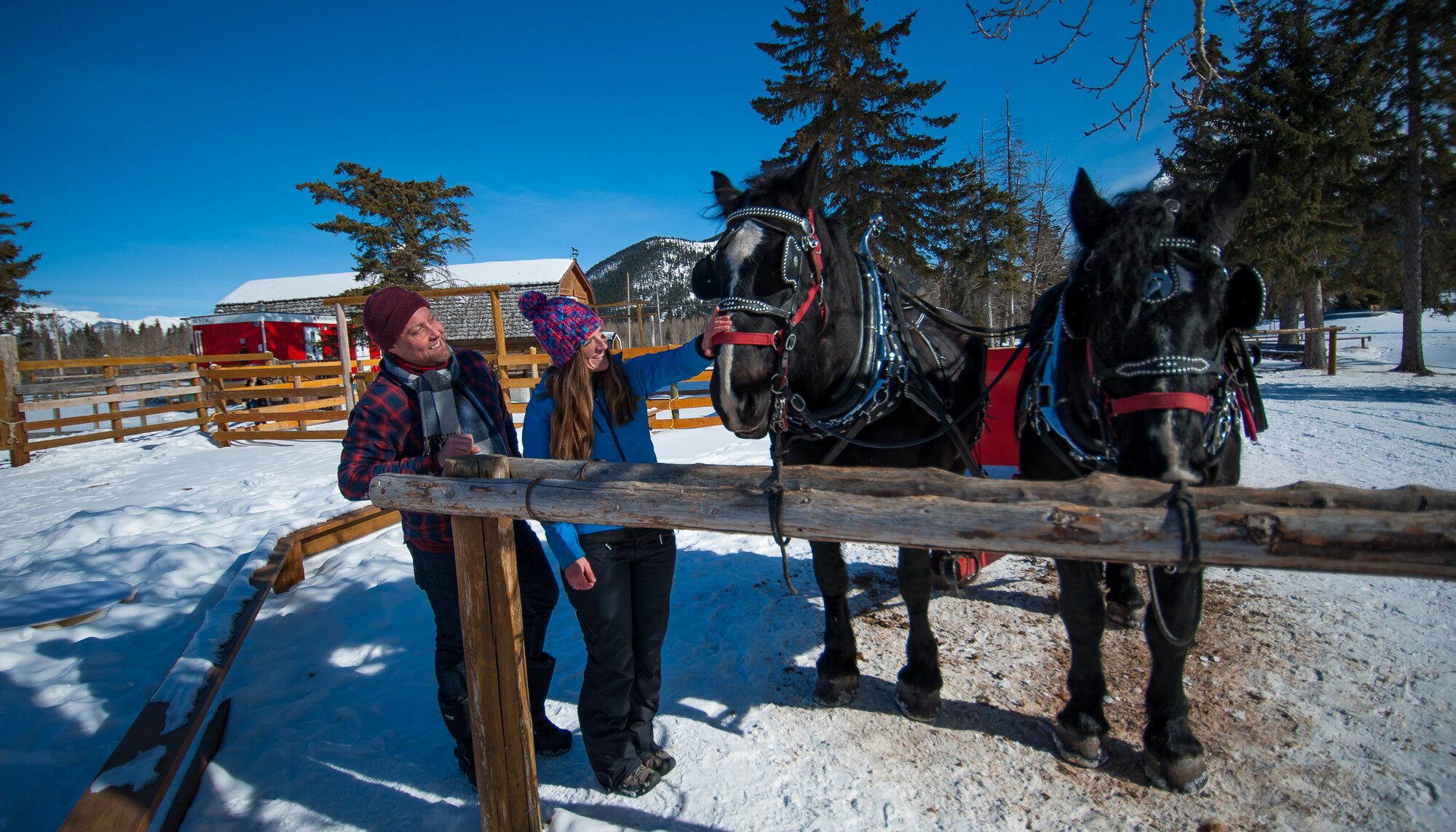 A couple pet the horses after their sleigh ride at the warner stables in Banff