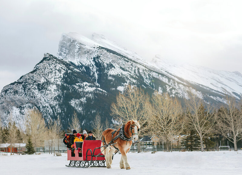 Private Sleigh ride in the meadows of Banff