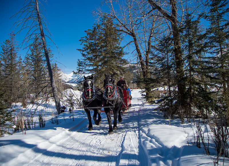 Snowy Sleigh ride for 2
