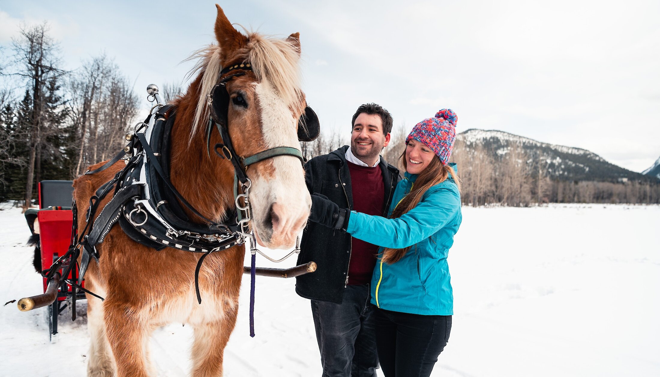 meet the horses before a private Banff sleigh ride