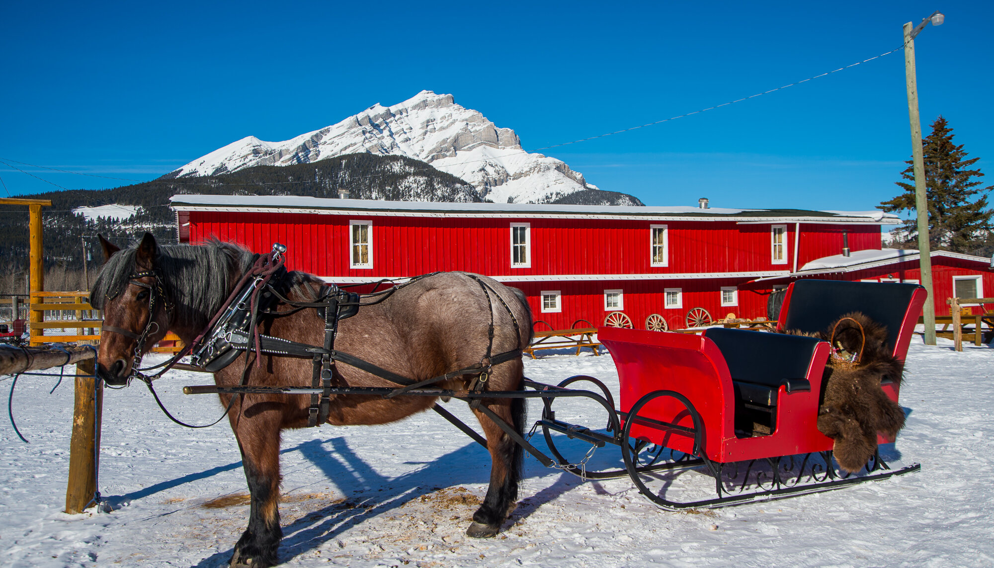 one horse open sleigh in Banff