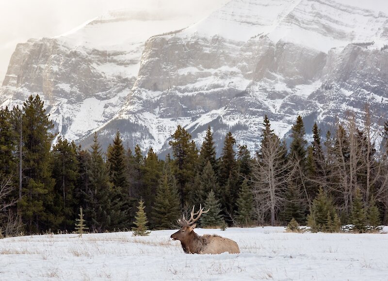 Wildlife Tours in Winter
