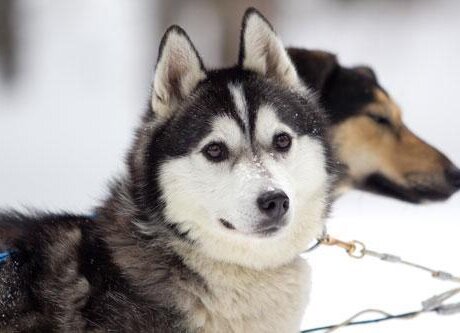 One of the sled dogs on our popular dogsled tour