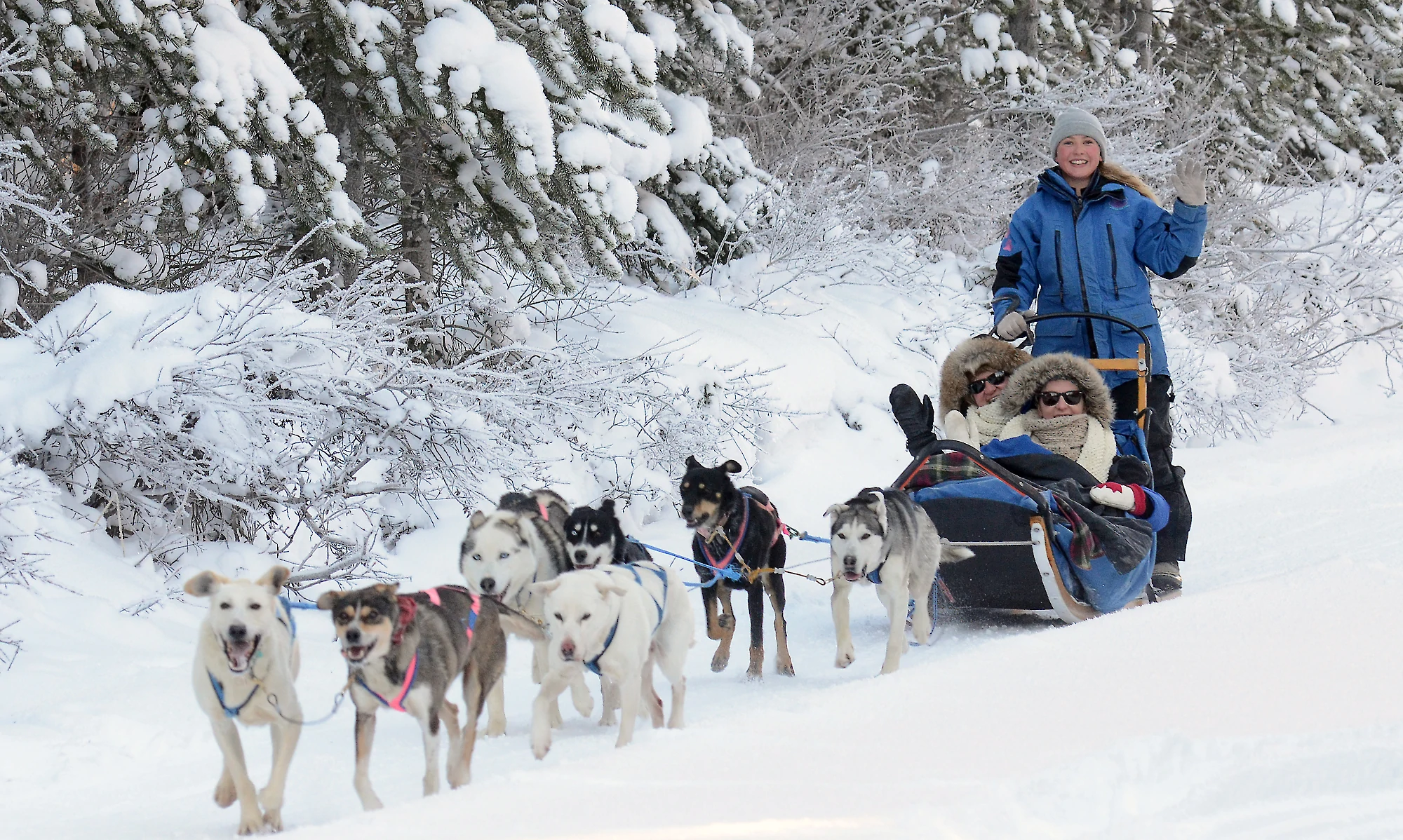 Two guests riding in a dog sled with the guide mushing behind.