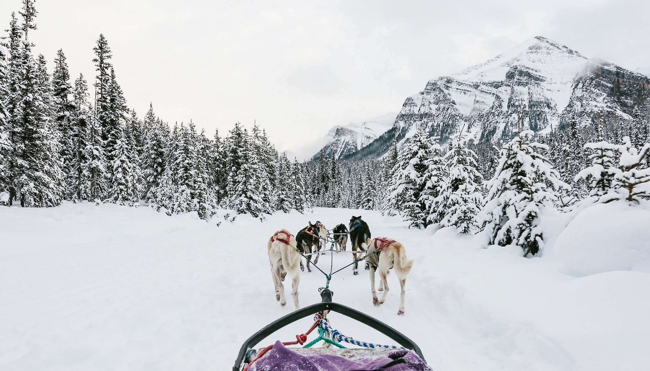 Dogsledding on the wintery trails