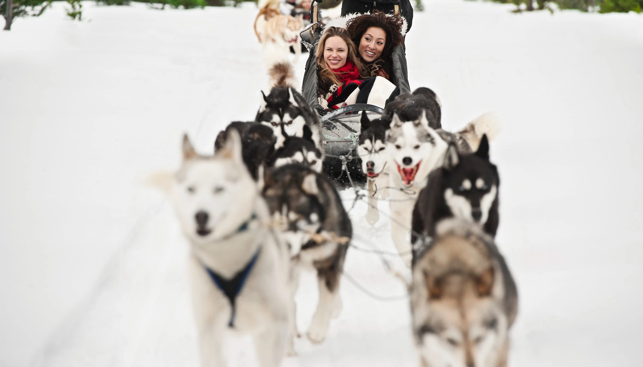 Dogsled team in the Canadian Rockies