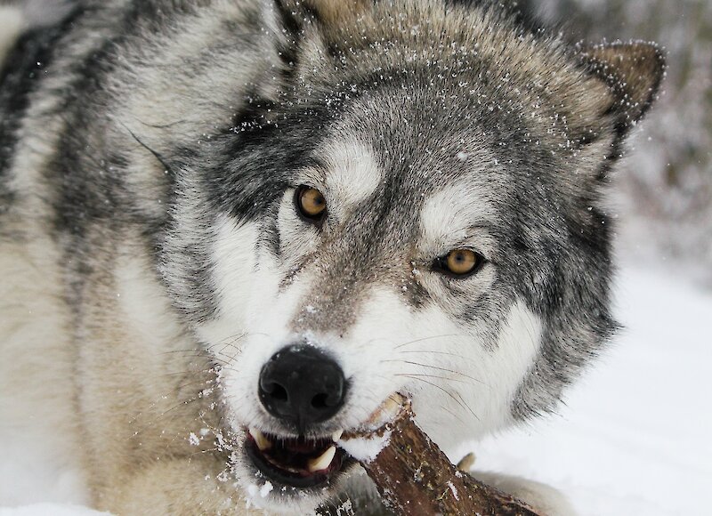 wolfdog chewing on stick