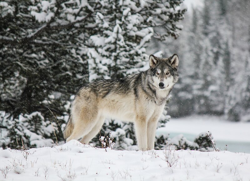 Wolfdog in winter