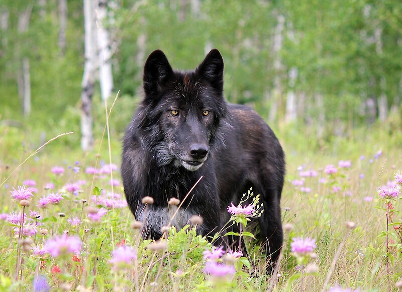 black wolfdog at Yamnuska Wolfdog Sanctuary