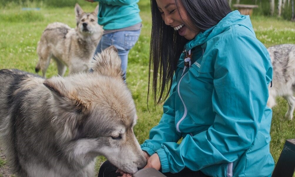 Lady feeding the wolfdogs at the Wolfdog Sanctuary
