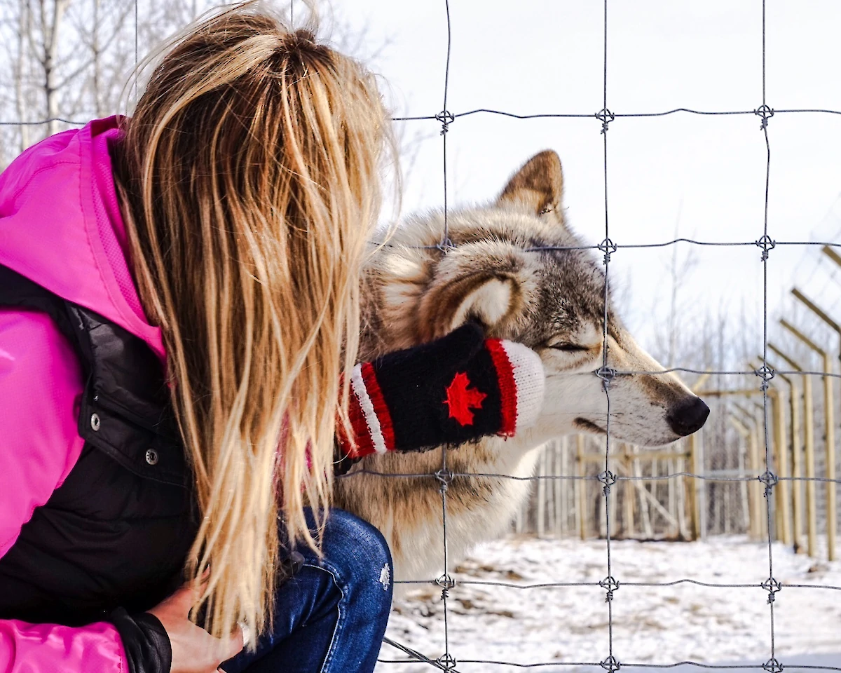 Yamnuska Wolfdog Sanctuary