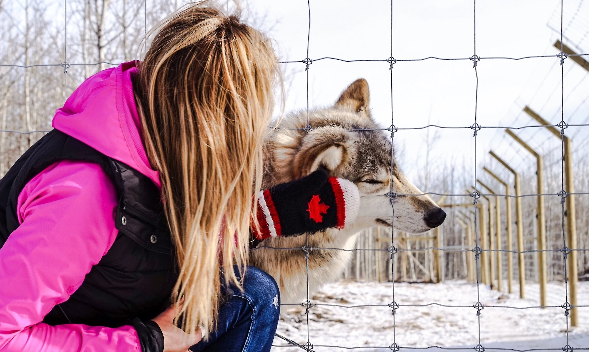Yamnuska Wolfdog Sanctuary