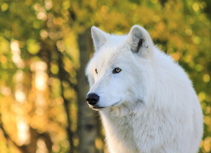 White wolfdog at Yamnuska Wolfdog Sanctuary