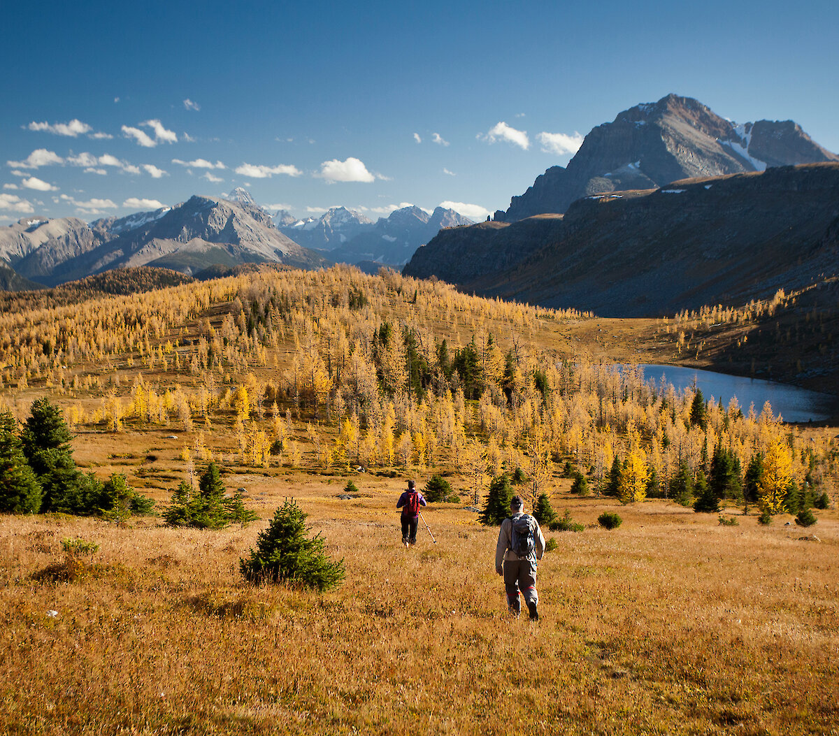 Fall in Banff National Park - golden larches