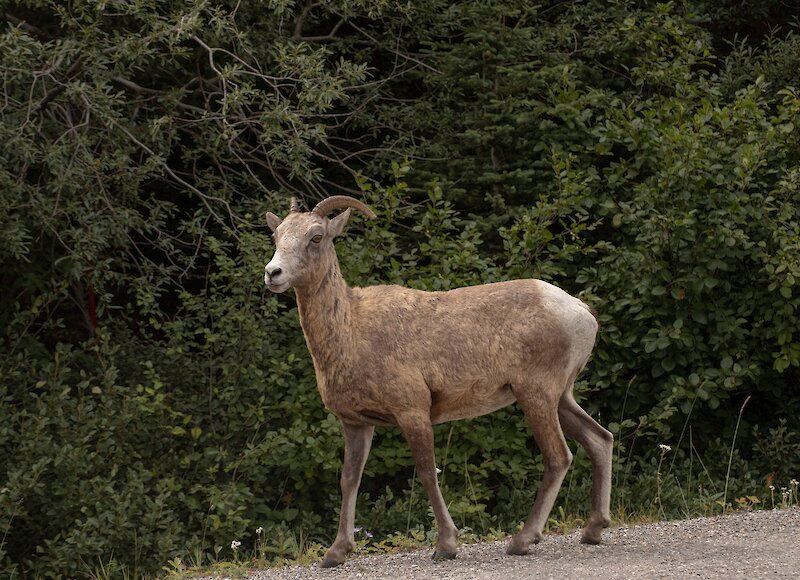 A Big horn sheep on the road in Banff National Park