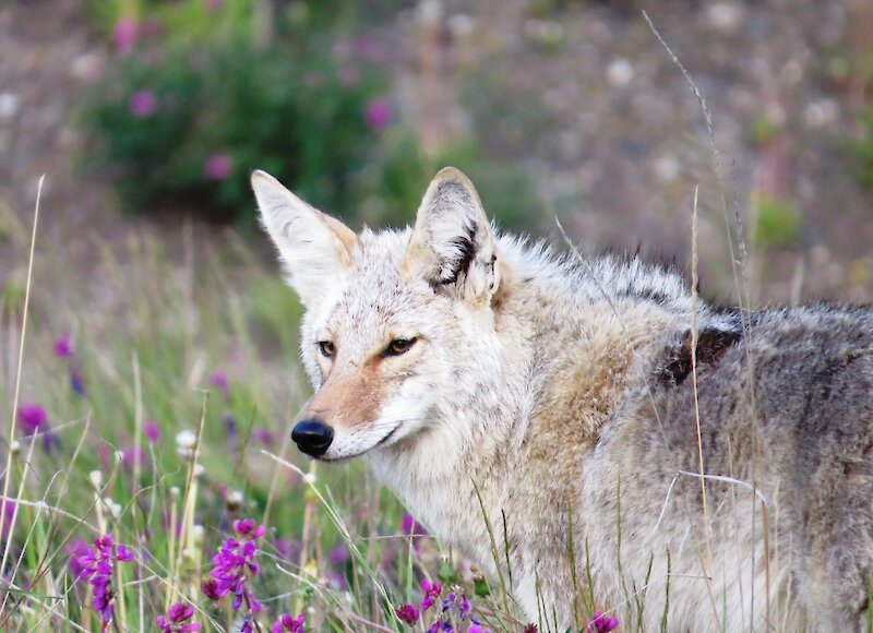 A coyote in the wild flowers of Banff National Park