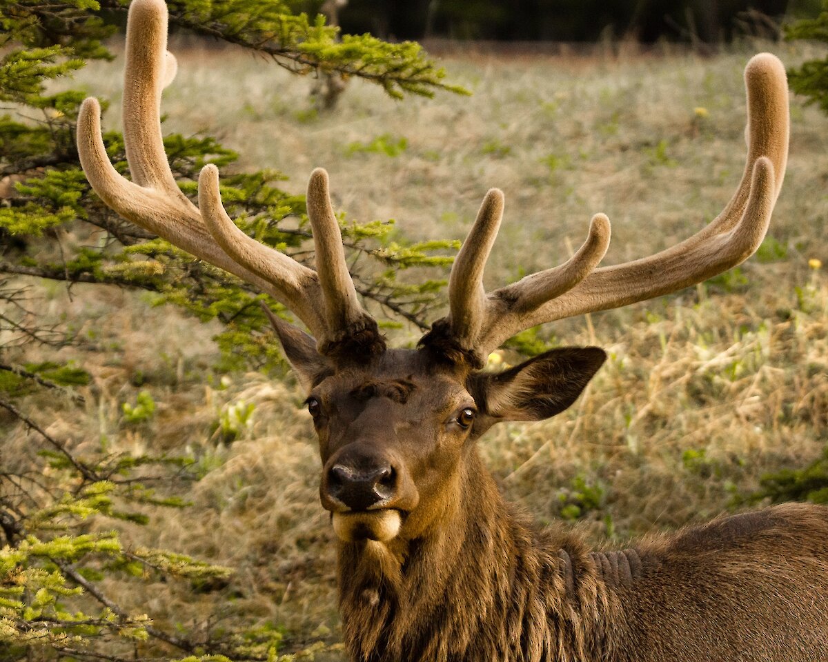 An Elk in Banff National Park