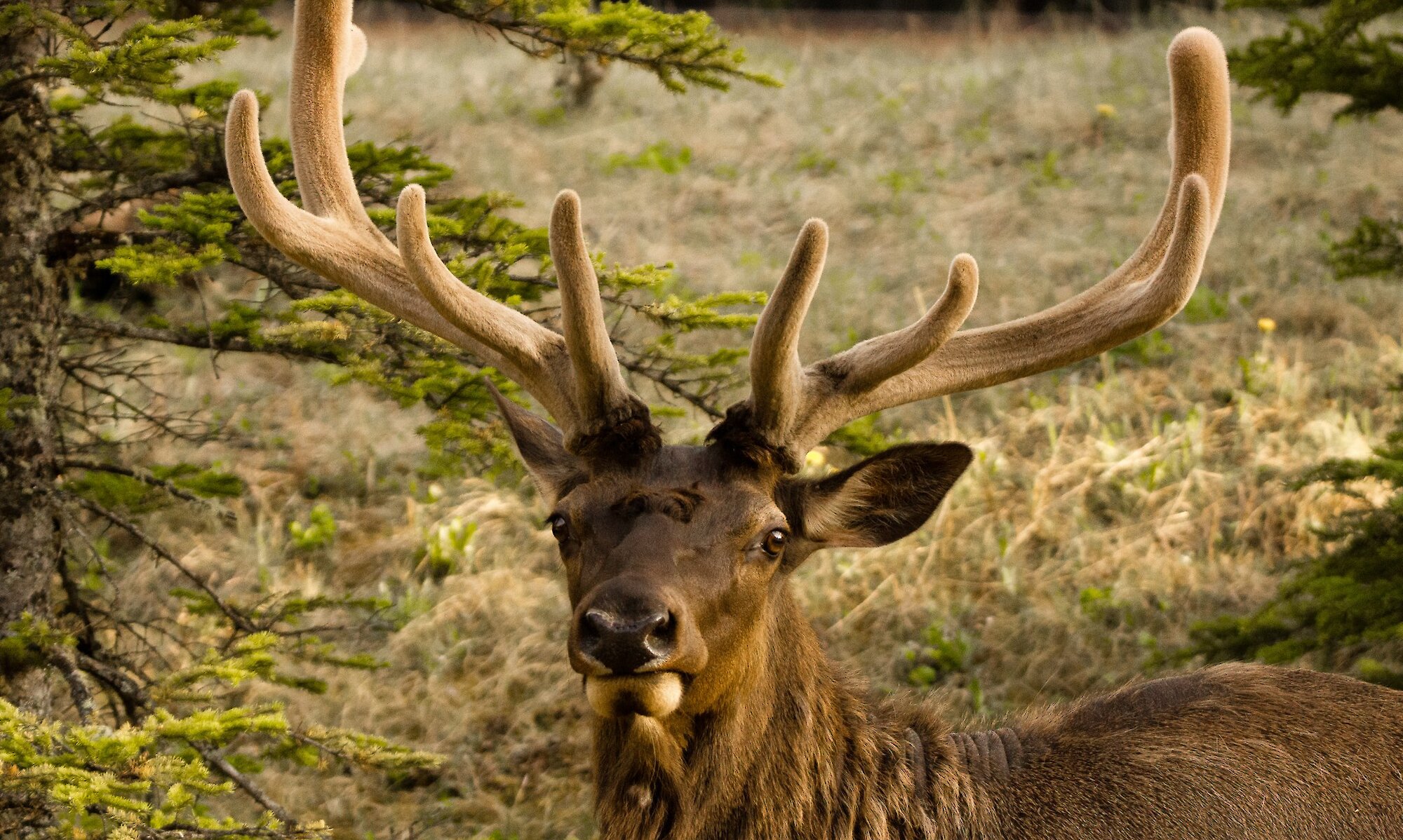 An Elk in Banff National Park