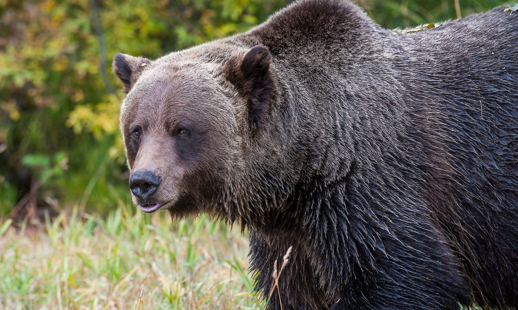 Boo the grizzly bear at Kicking Horse Mountain Resort Refuge