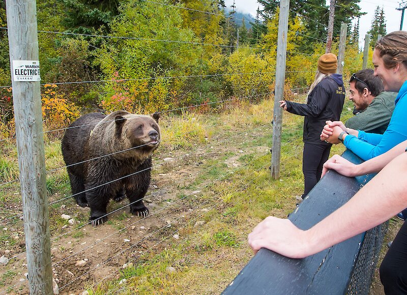 People checking out Boo the Grizzly Bear at Kicking Horse Mountain Resort Refuge