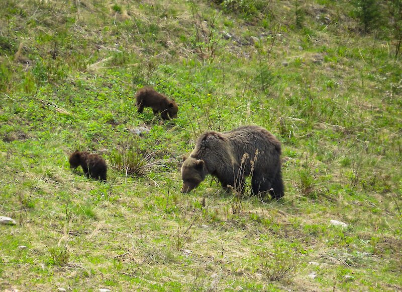 Grizzly bears grazing at the Lake Louise Ski resort in summer