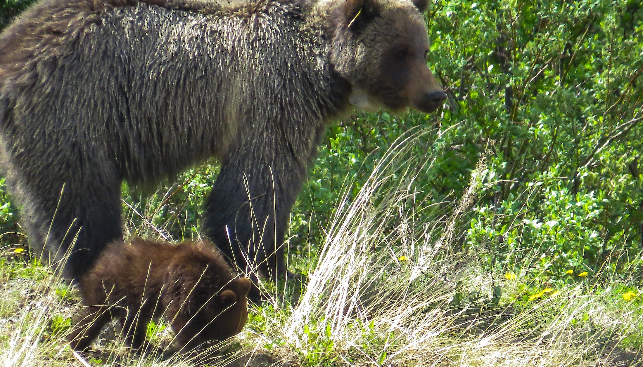 A grizzly bear and its cub in the grass at the Lake Louise Ski Resort summer Gondola