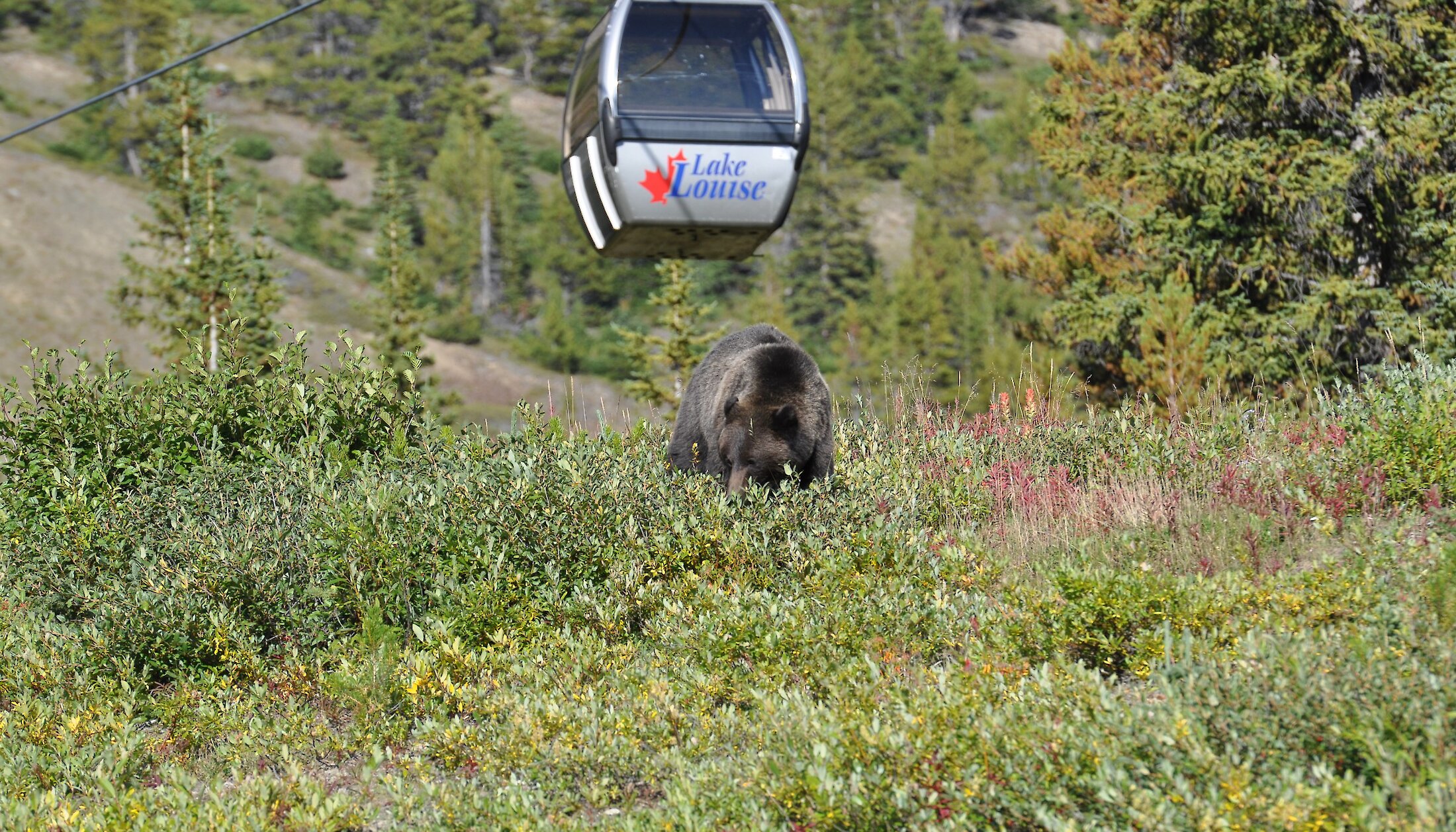 A grizzly bear roaming underneath the Lake Louise Sightseeing Gondola in Banff National Park