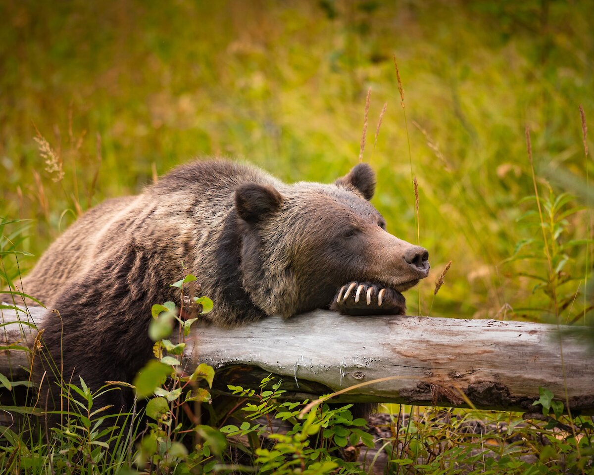 Grizzly Bear lounging on log in Banff National Prk
