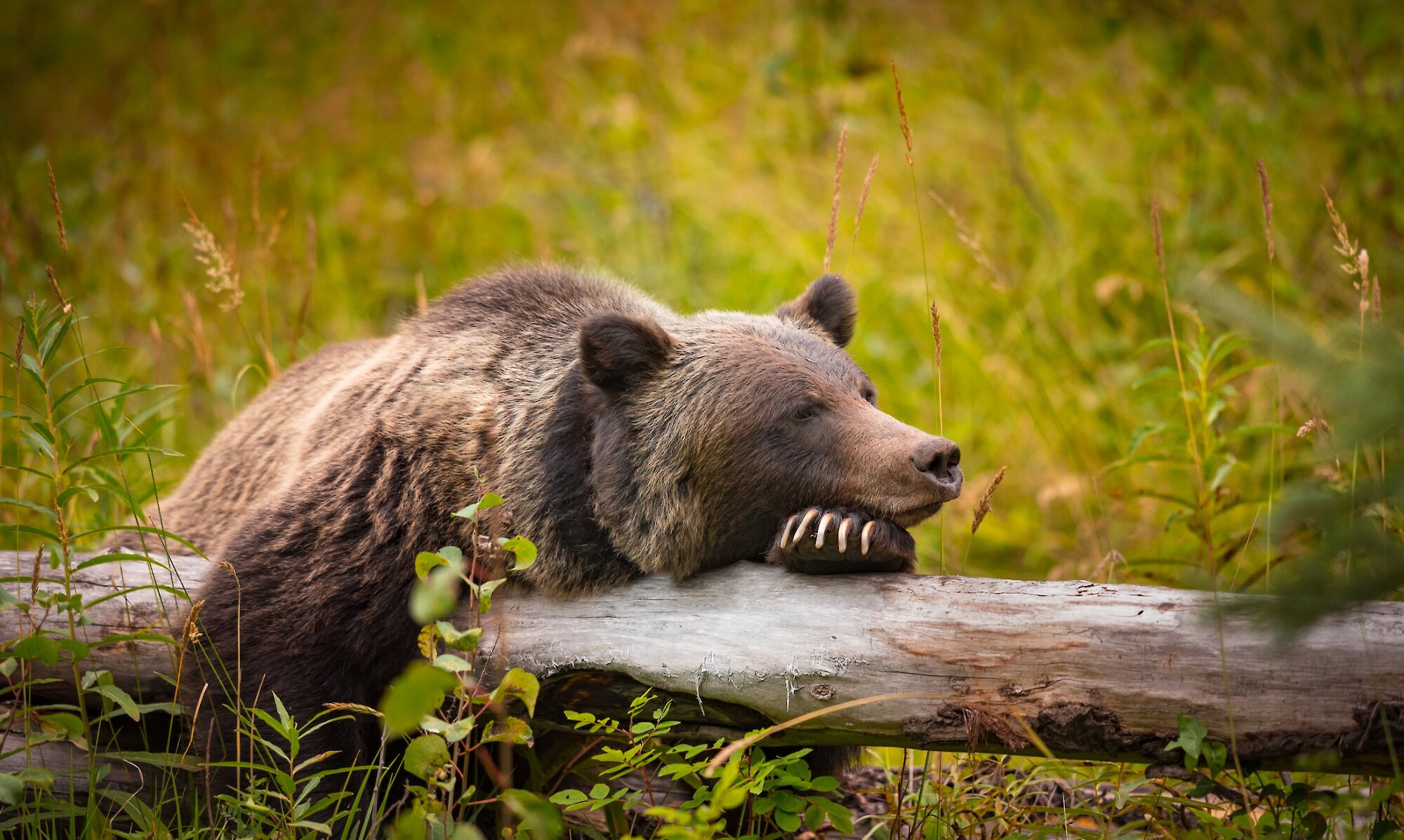 Grizzly Bear lounging on log in Banff National Prk