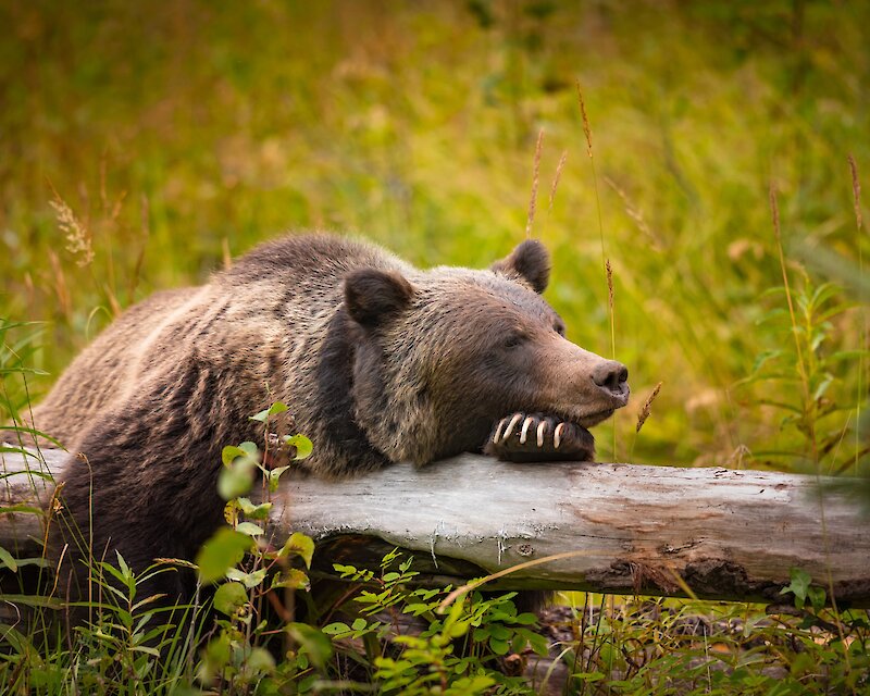 Kicking Horse Grizzly Refuge
