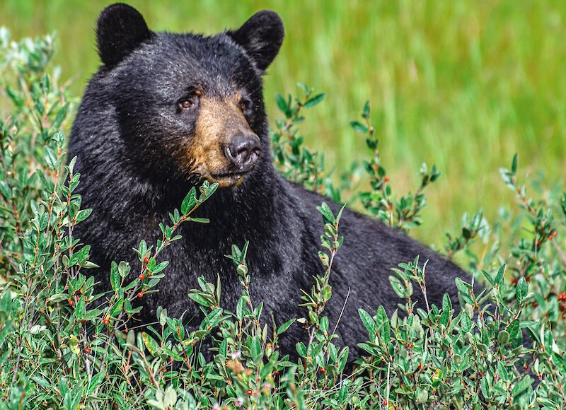 Black bear in Banff National Park