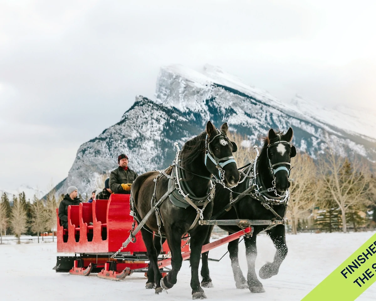 Two black horses drawing the public sleigh ride through Banff Meadows