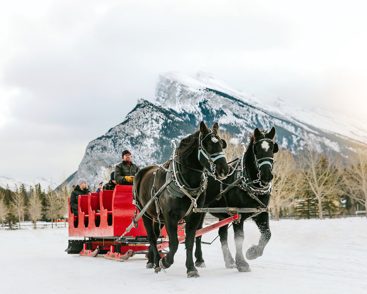 Two black horses drawing the public sleigh ride through Banff Meadows