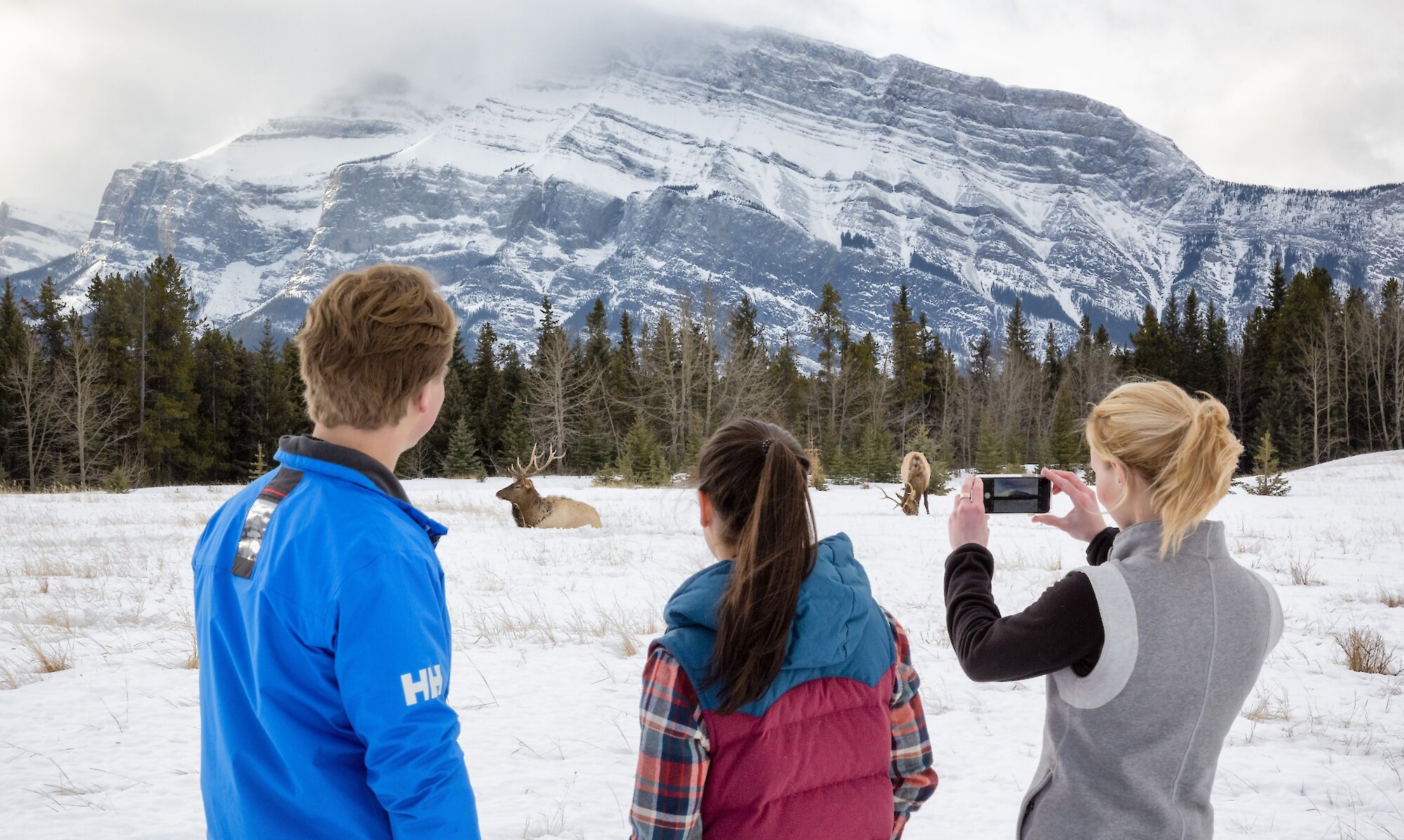 Group taking photos of Elk sitting in a meadow around Banff