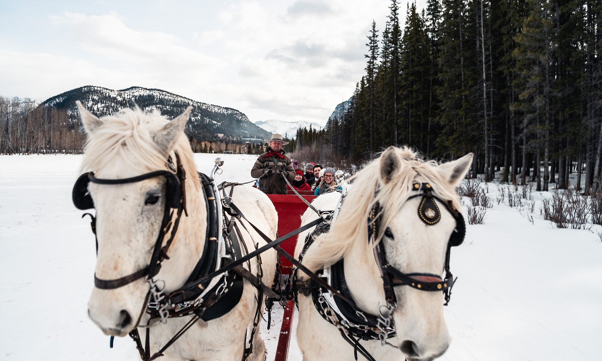 Two horse pulling a sleigh in the Meadows of Banff