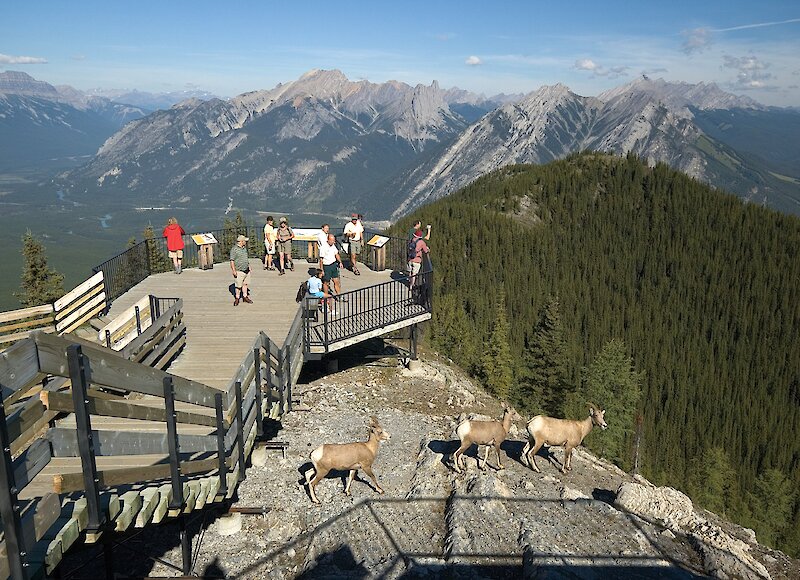 The boardwalk at the top of the Banff Gondola in summer